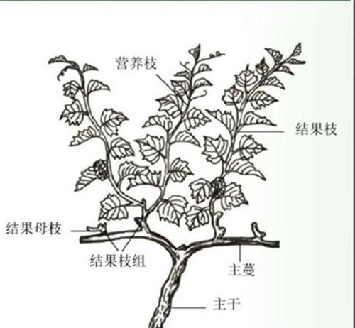 葡萄树植物为什么不会结果？如何解决葡萄不结果的问题？