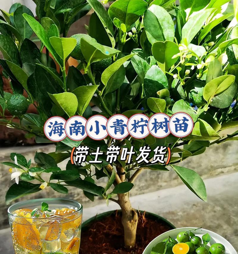 植物苗盆景的养护技巧有哪些？盆景植物苗如何繁殖？