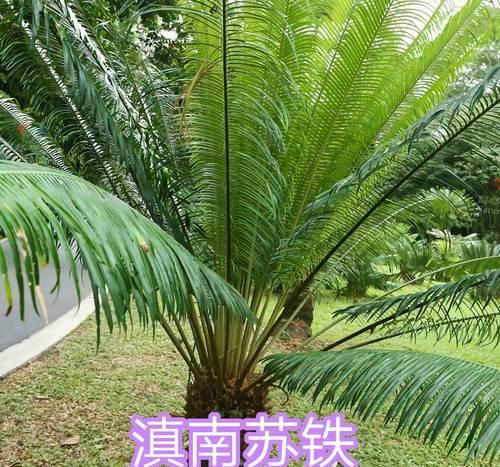 裸子植物木材属于什么？它们的特性有哪些？