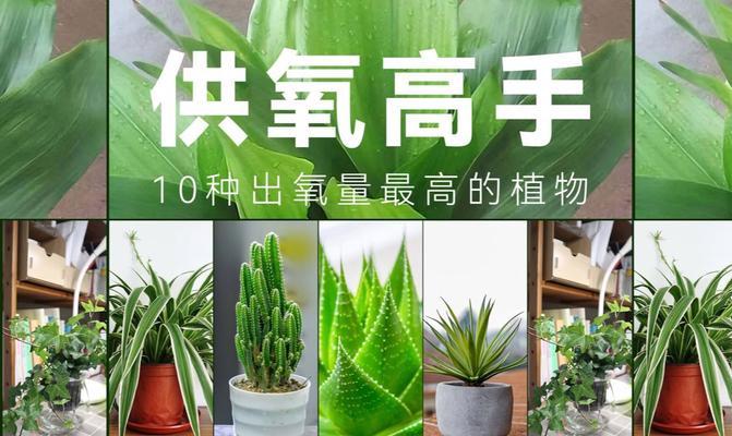 夜间释放氧气的植物有哪些？它们对睡眠有何益处？