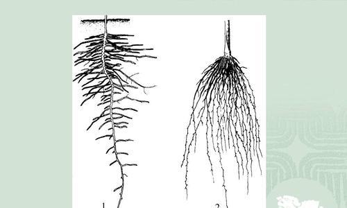 哪些植物具有长根系？长根系植物的养护要点是什么？