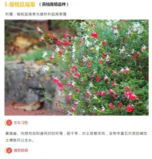 宿根花卉栽种需要注意哪些事项？有哪些栽种技巧？