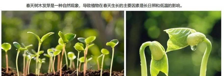 哪些植物的发芽速度最快？如何促进植物快速发芽？