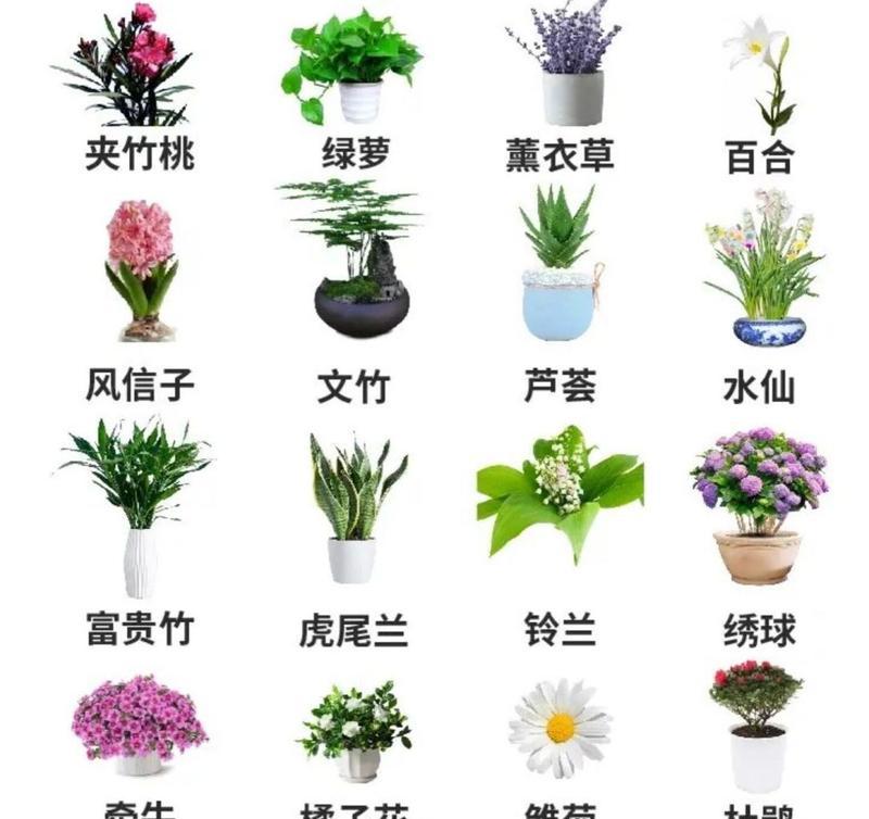 哪些植物是猫害怕的？猫对植物的反应如何？