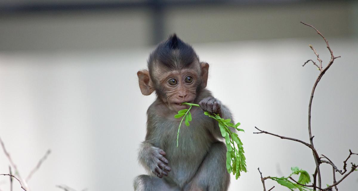 猴子形状植物有哪些？它们的生长习性如何？