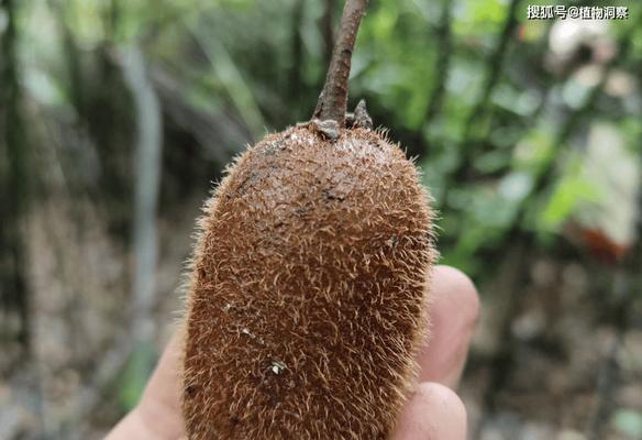 猴子形状植物有哪些？它们的生长习性如何？