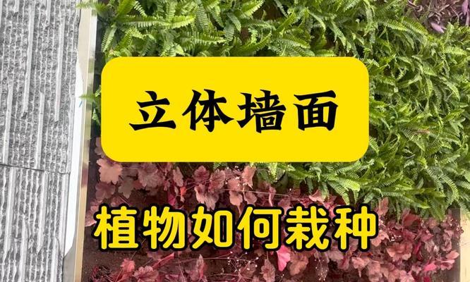 植物立体化有哪些方法？如何制作植物立体装饰？