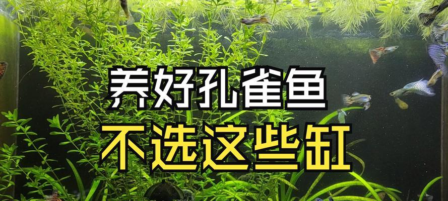 鱼缸养植物的正确方法是什么？需要哪些设备？