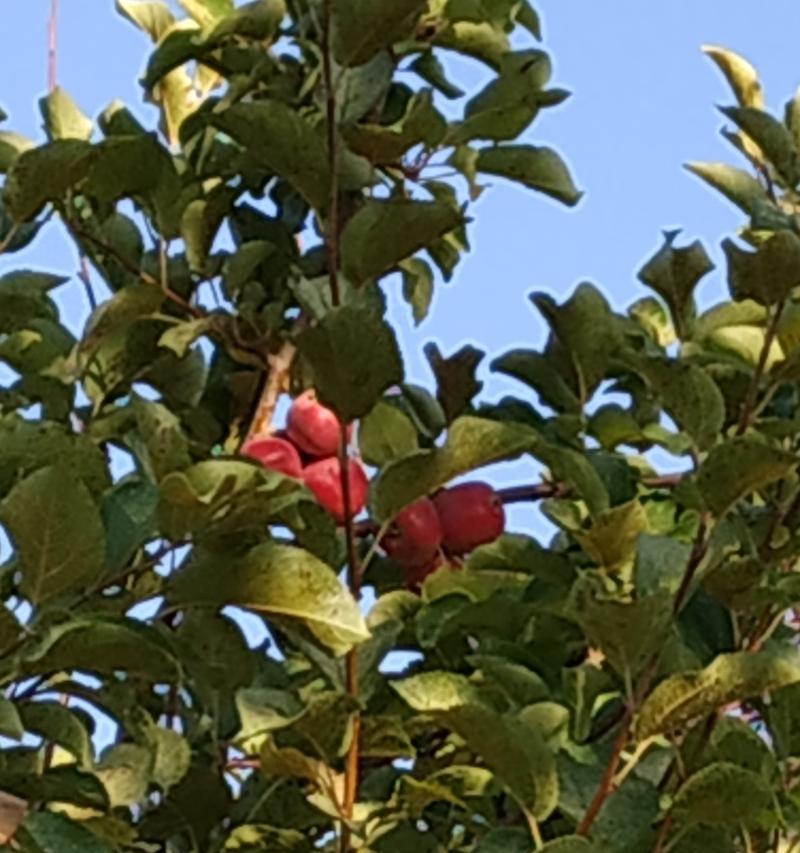 淤泥中不宜种植哪些植物？这些植物的生长环境有何特殊要求？