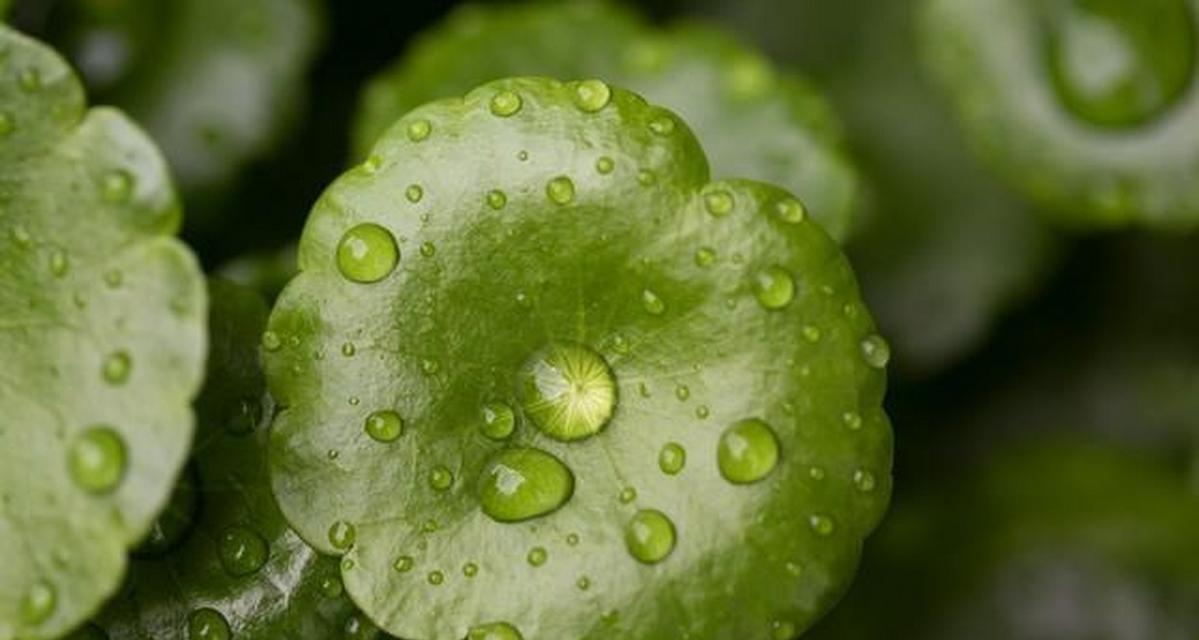 水培植物的种类和特点是什么？