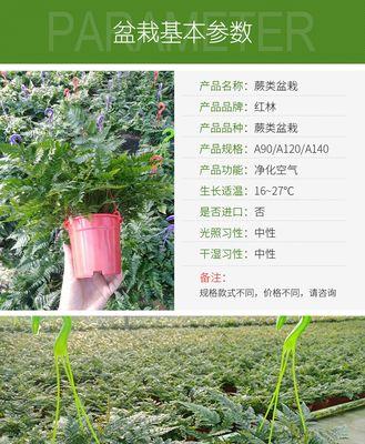 世代交替植物哪些？它们的生长周期是怎样的？