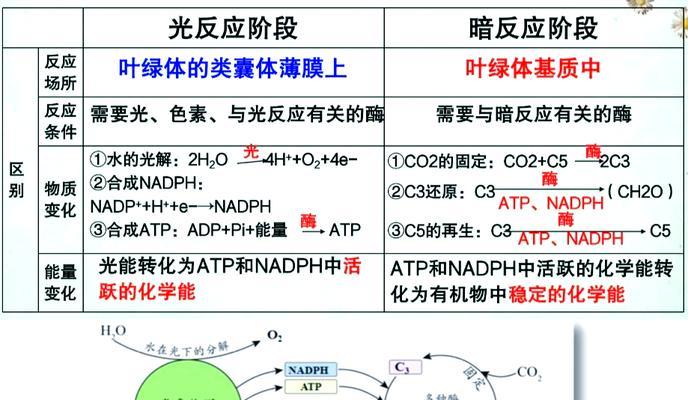 植物补光多久有效果？补光对植物生长的影响是什么？