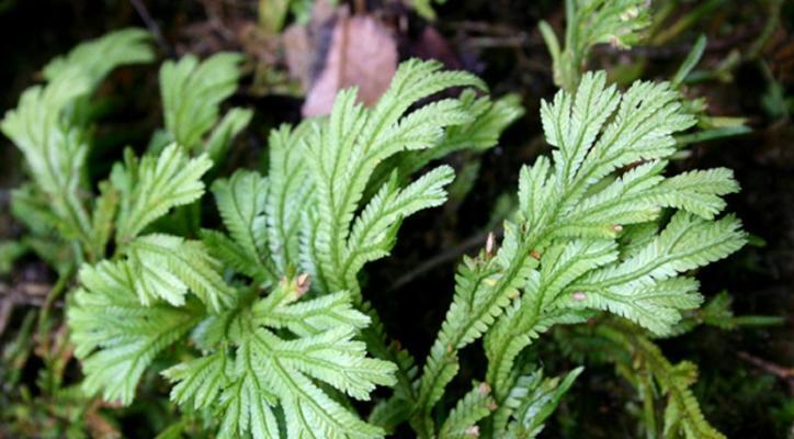 家庭中如何养护卷柏植物？卷柏植物的日常护理要点是什么？