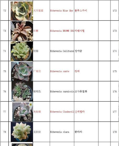 多肉植物怎么种植步骤？初学者应该注意什么？