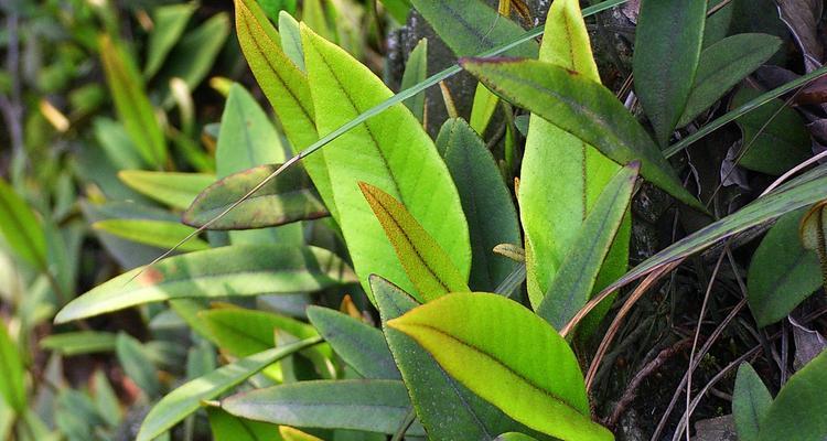 四川石韦植物有哪些特点？