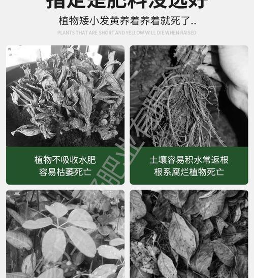 植物花卉土地通用肥料有哪些？如何选择合适的肥料？