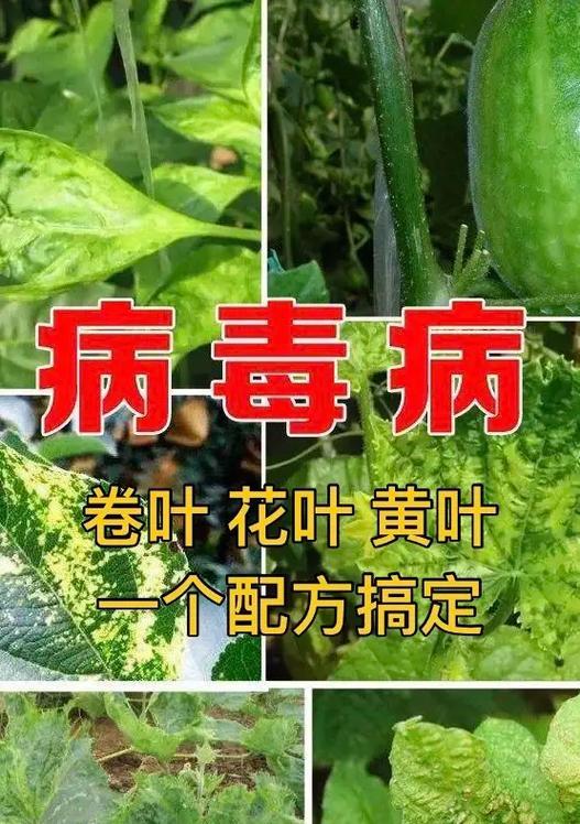 花卉叶子脱落可能是什么病害导致？