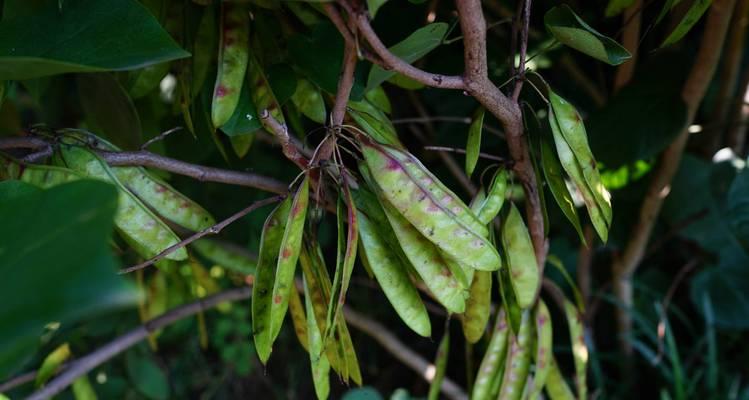 重阳紫荆植物有哪些独特特点？它们在园林中的作用是什么？