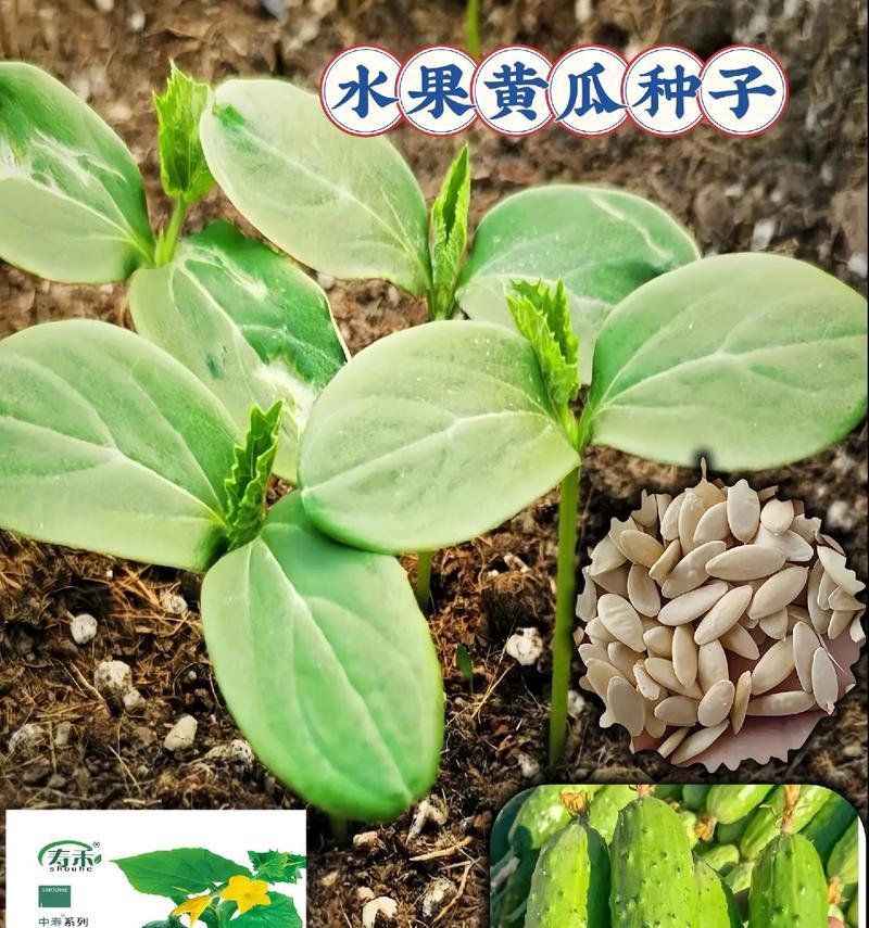 盆栽黄瓜种子的正确种植方法是什么？如何提高发芽率？