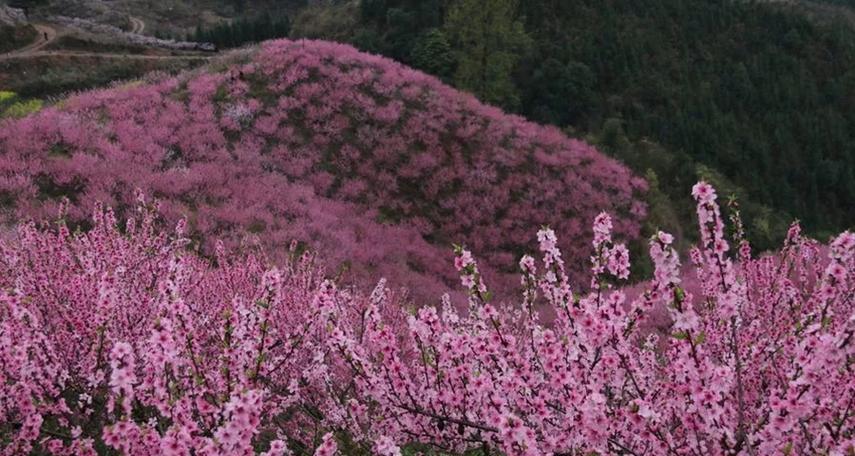 适合山脚种的花卉品种有哪些？哪些花卉能在山脚生长得更好？