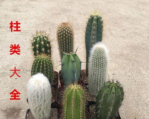 植物重新上柱子的方法是什么？有什么注意事项？