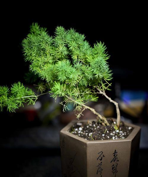 旺龙宝宝适合种植哪些植物？这些植物有什么特别之处？