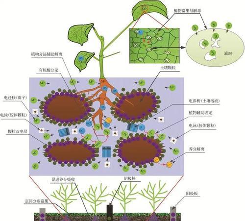 植物转移是什么意思？它有哪些特点？