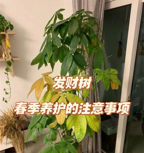 春节如何养护发财植物？有哪些注意事项？