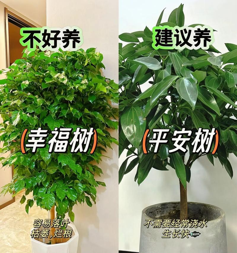 单元房适合养的花卉种类和特点是什么？