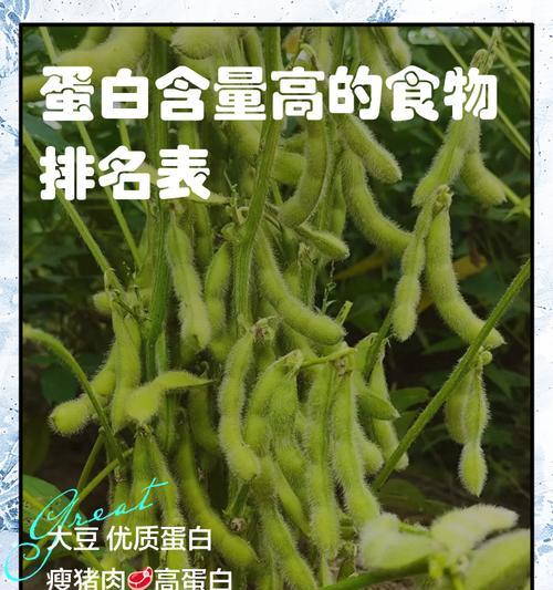 哪些植物蛋白含量高？它们的营养价值如何？