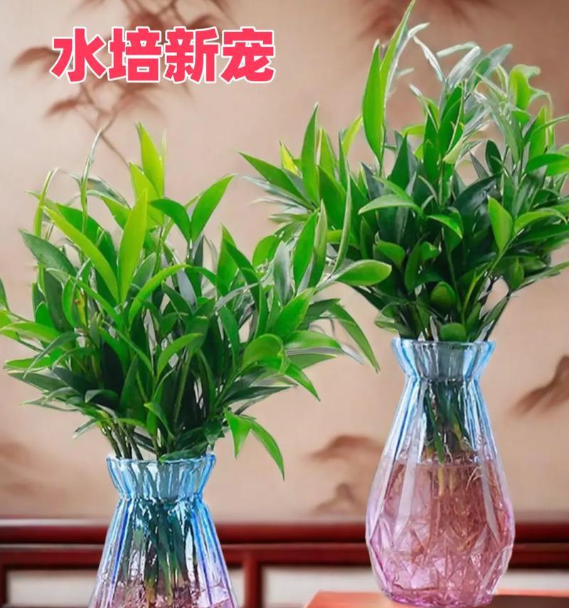 吸空气异味植物是什么植物？哪些植物能有效净化室内空气？