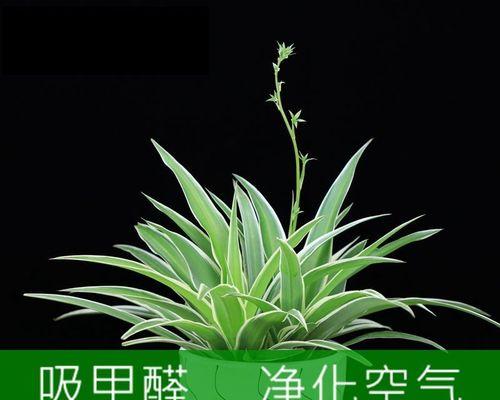 吸空气异味植物是什么植物？哪些植物能有效净化室内空气？