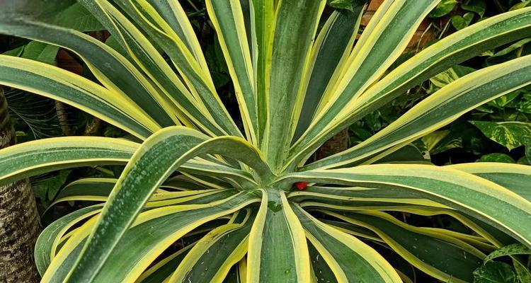 吸空气异味植物是什么植物？哪些植物能有效净化室内空气？