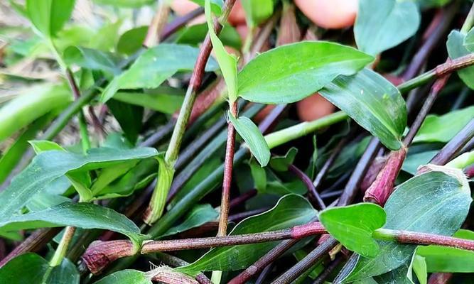 饥荒都有什么景观植物？这些植物如何种植？