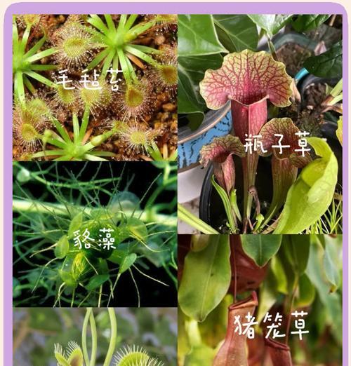 哪些植物可以打过虫子？有哪些天然的驱虫植物？