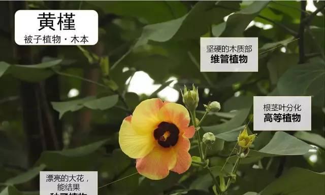 科普类植物包括哪些类型？科普类植物的特点是什么？