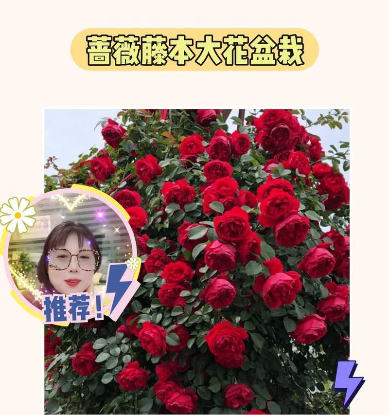 花卉直播间排名第一的花卉是什么？它有哪些吸引人的特点？