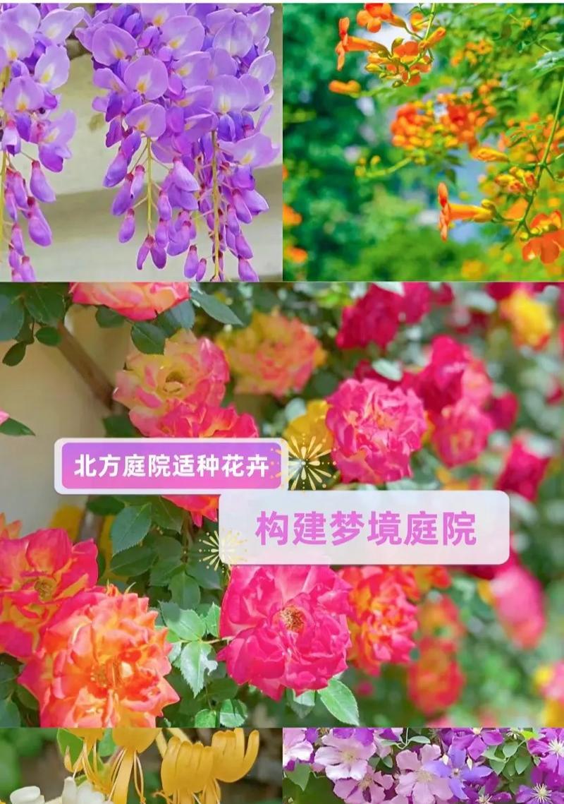 北方适合种植哪些花卉？花卉种植有哪些注意事项？