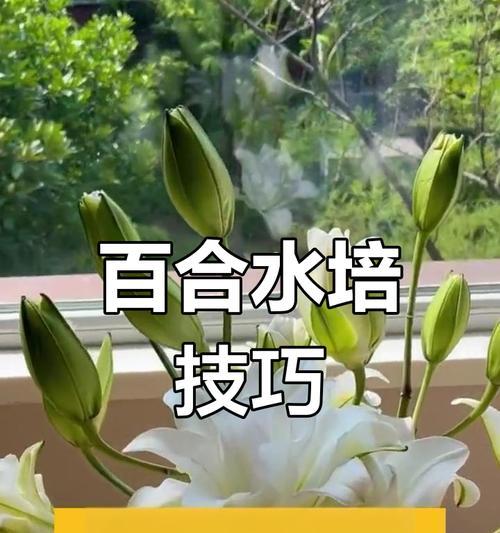 百合花水培怎么挑选？挑选时需要注意哪些方面？