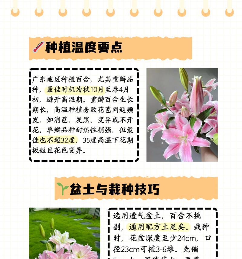 百合花水培怎么挑选？挑选时需要注意哪些方面？