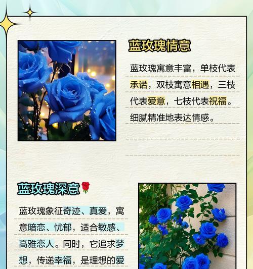 天使蓝玫瑰代表什么？花语背后有何深意？