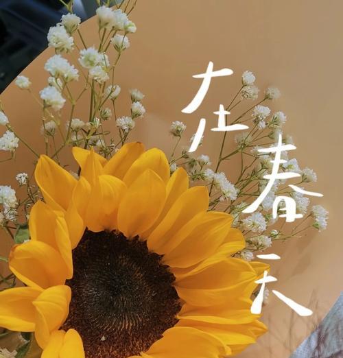 向阳花花语是什么意思？向日葵代表了哪种情感？