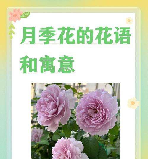 绽放系列玫瑰花语是什么？如何挑选表达爱意的玫瑰？