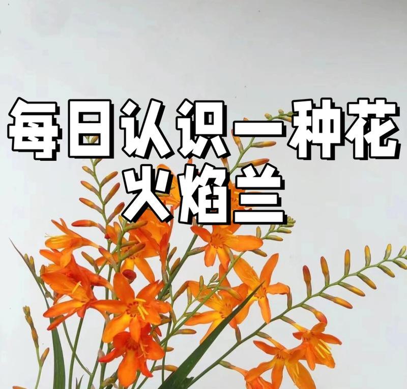 花的别名与花语有何关联？