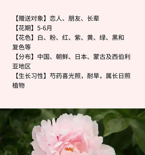 花的别名与花语有何关联？