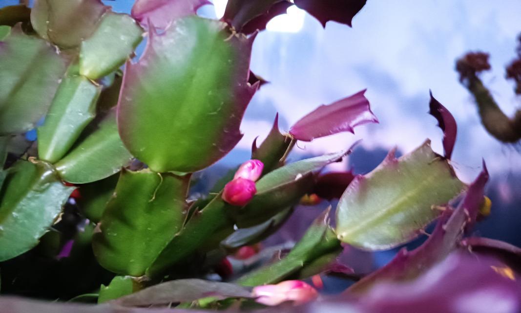 绿植烟花象征着什么？