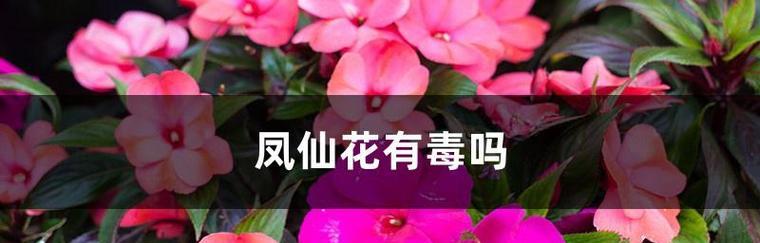 凤仙花的花语有何含义？