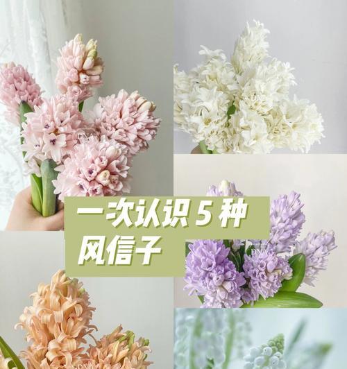 表达卑微爱情的花语有哪些选择？