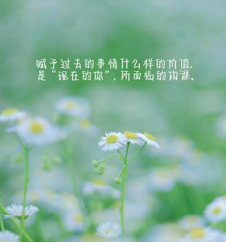 小雏菊的花语含义是什么？