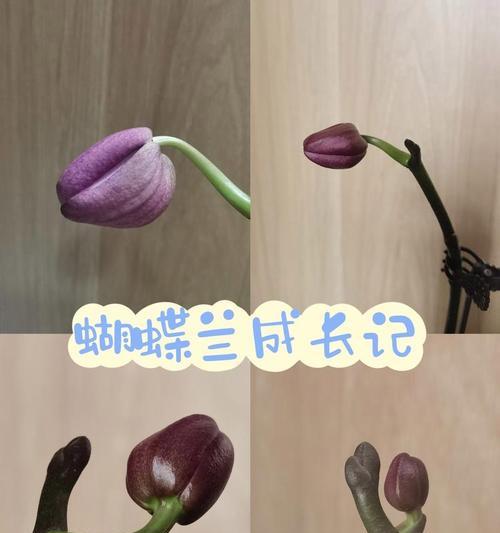 兰花寓意与花语有哪些？